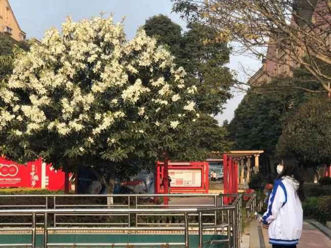 金堂五月花专修学校好吗